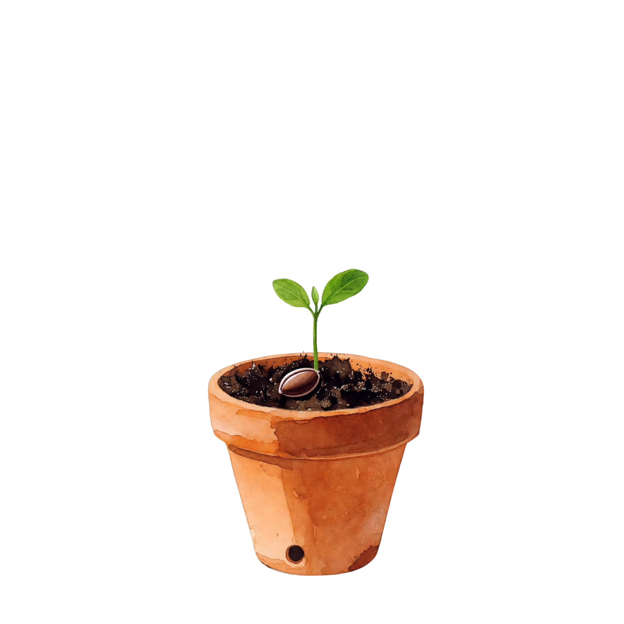Seed in soil